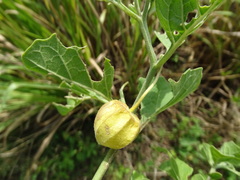 (c) Alexis López Hernández, some rights reserved (CC BY) Physalis cinerascens, photograph (c) Alexis López Hernández, some rights reserved (CC BY)