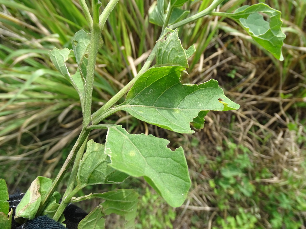 Physalis cinerascens; photograph (c) Alexis López Hernández, some rights reserved (CC BY)