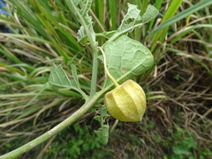 Physalis cinerascens, photograph (c) Alexis López Hernández, some rights reserved (CC BY)