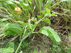 (c) Alexis López Hernández, some rights reserved (CC BY) Physalis cinerascens, photograph (c) Alexis López Hernández, some rights reserved (CC BY)