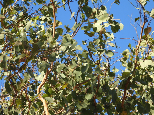 Eucalyptus platyphylla, photograph 3