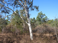 Eucalyptus platyphylla, photograph author not stated, no rights reserved