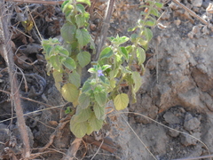 author not stated, no rights reserved Mesosphaerum suaveolens, photograph author not stated, no rights reserved