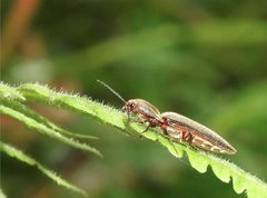 Agriotes fuscicollis