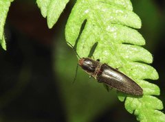 Agriotes fuscicollis