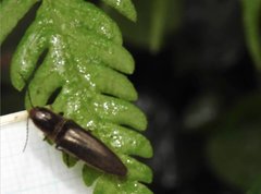 Agriotes fuscicollis