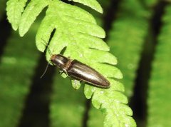 Agriotes fuscicollis