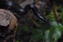 Pantherophis alleghaniensis