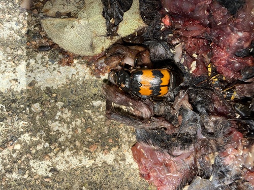 Banded Sexton Beetle