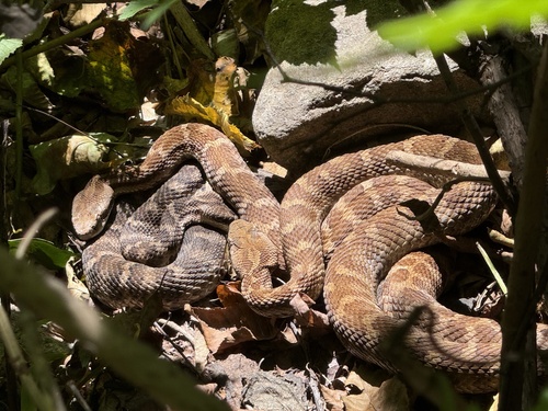 Central Asian Pitviper