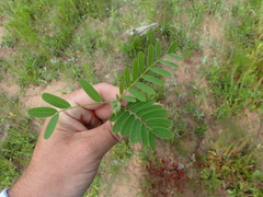 Sesbania vesicaria