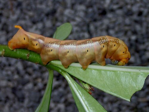 Oleander Hawkmoth