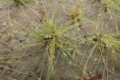 Isolepis pseudosetacea