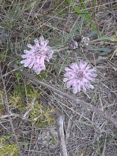 Petrophile linearis, photograph 4