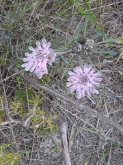 (c) Belinda Forbes, some rights reserved (CC BY) Petrophile linearis, photograph (c) Belinda Forbes, some rights reserved (CC BY)