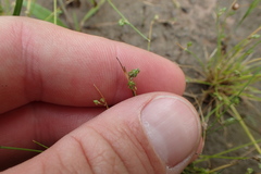 Isolepis pseudosetacea