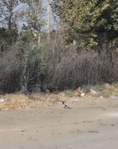 Eurasian Magpie