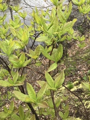 Rhododendron prinophyllum