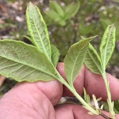 Rhododendron prinophyllum