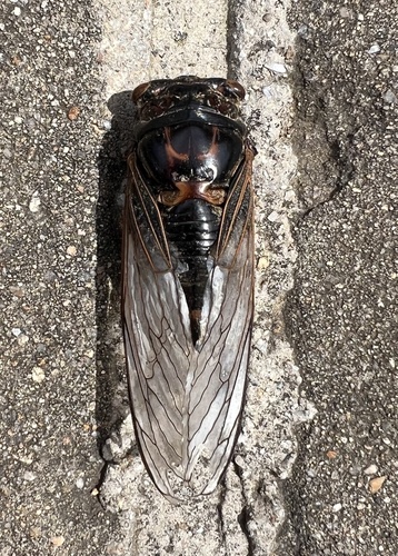 Eastern horse cicada