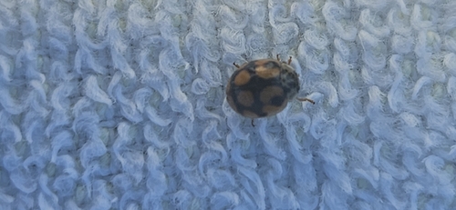 10-spot Ladybird