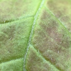 Rhododendron prinophyllum