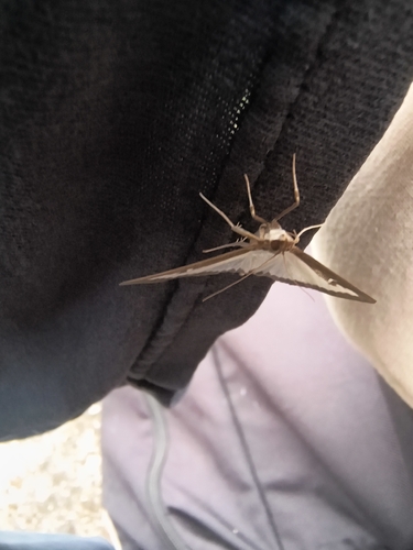 Box Tree Moth