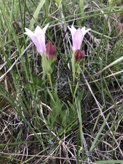Spigelia alabamensis