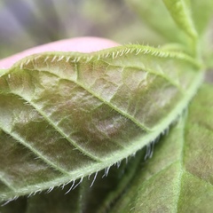 Rhododendron prinophyllum