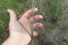 Plantago elongata