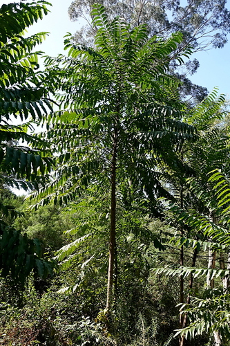 Polyscias murrayi