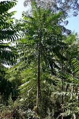 Polyscias murrayi