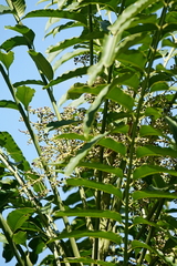 Polyscias murrayi, photograph (c) Max Campbell, some rights reserved (CC BY)