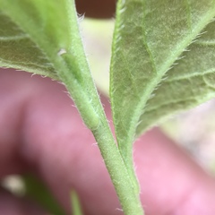 Rhododendron prinophyllum