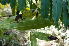 Polyscias murrayi, photograph (c) Max Campbell, some rights reserved (CC BY)