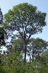 Polyscias murrayi, photograph (c) Max Campbell, some rights reserved (CC BY)