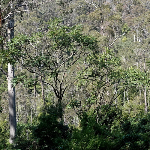 Polyscias murrayi, photograph 5