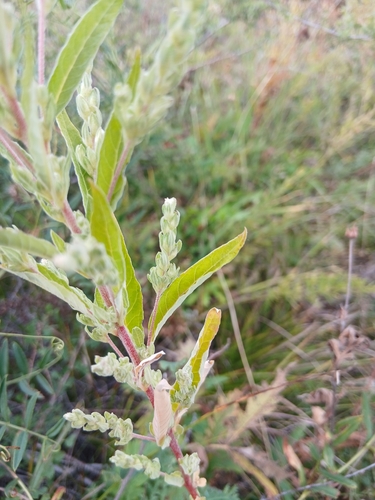 Axyris amaranthoides, photograph 3