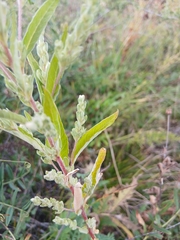 Axyris amaranthoides, photograph (c) Святослав Власенко, some rights reserved (CC BY)