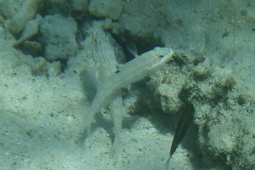 Valenciennea muralis observed 2026-08-31