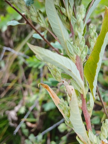 Axyris amaranthoides, photograph 4