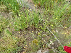Ranunculus laxicaulis
