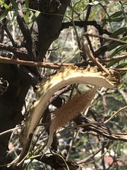 Gonolobus uniflorus