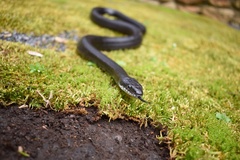 Pantherophis alleghaniensis
