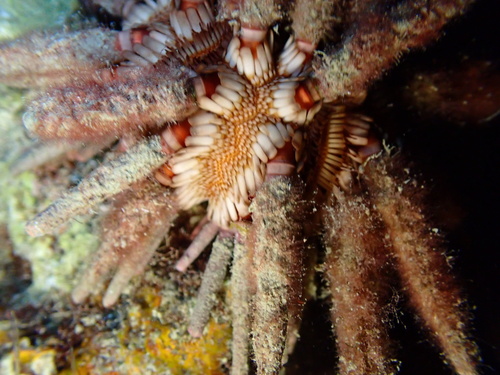 Eucidaris tribuloides observed 2026-09-03
