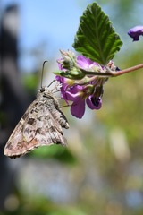 Thorybes dorantes calafia