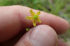 Ranunculus laxicaulis