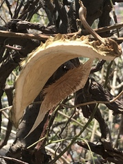 Gonolobus uniflorus