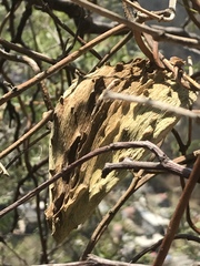 Gonolobus uniflorus