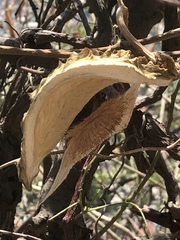 Gonolobus uniflorus
